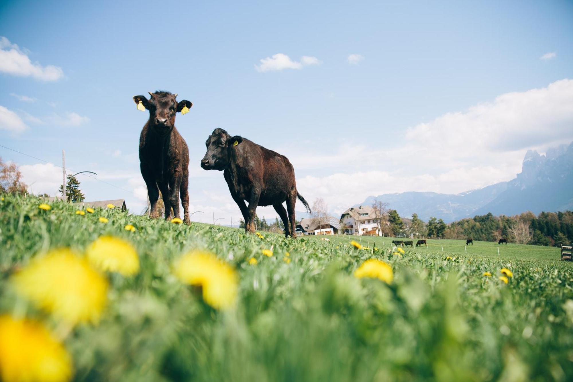 Alpin Farm Linde - Oberweidacherhof Collalbo Buitenkant foto
