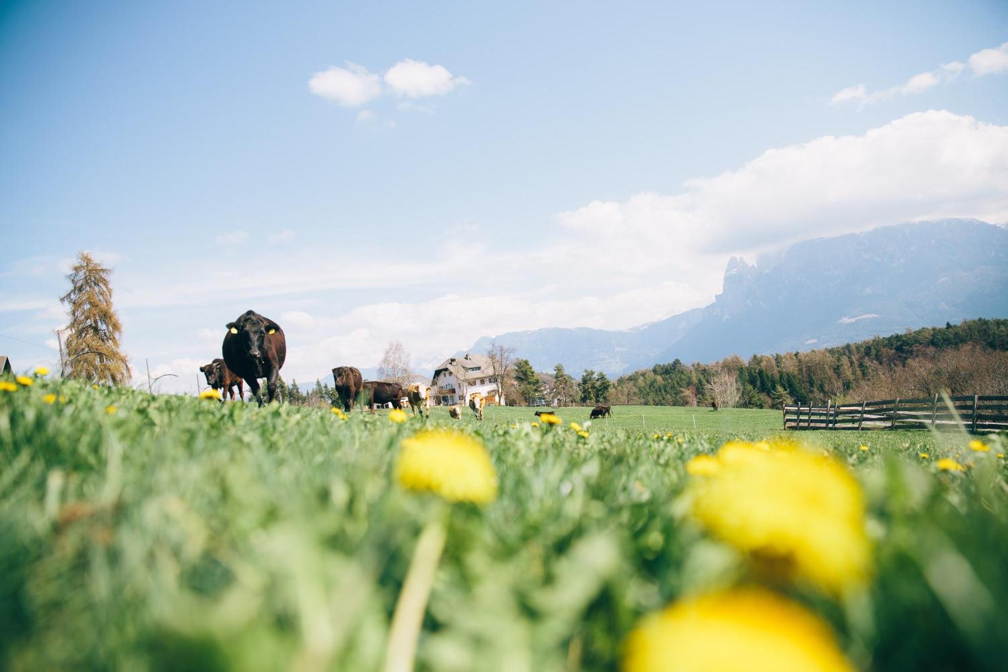 Alpin Farm Linde - Oberweidacherhof Collalbo Buitenkant foto