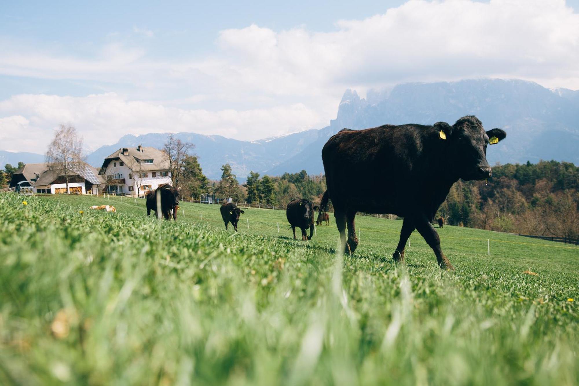 Alpin Farm Linde - Oberweidacherhof Collalbo Buitenkant foto